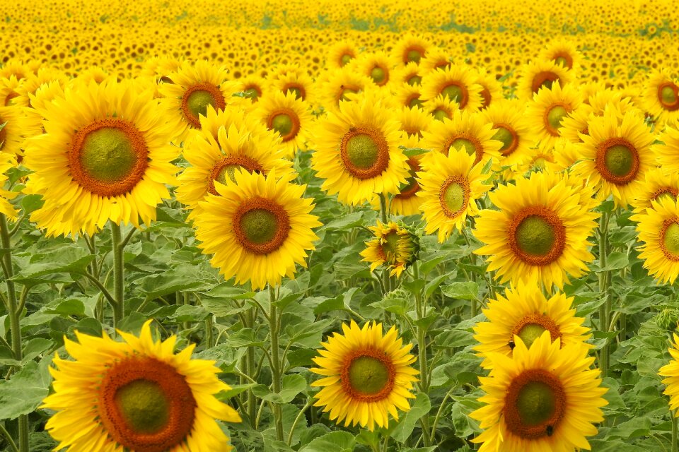 Yellow summer helianthus