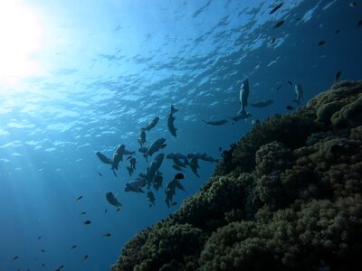 Scuba diving dive scuba photo