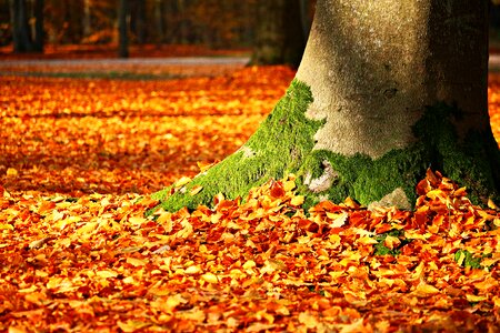 Autumn leaves forest photo