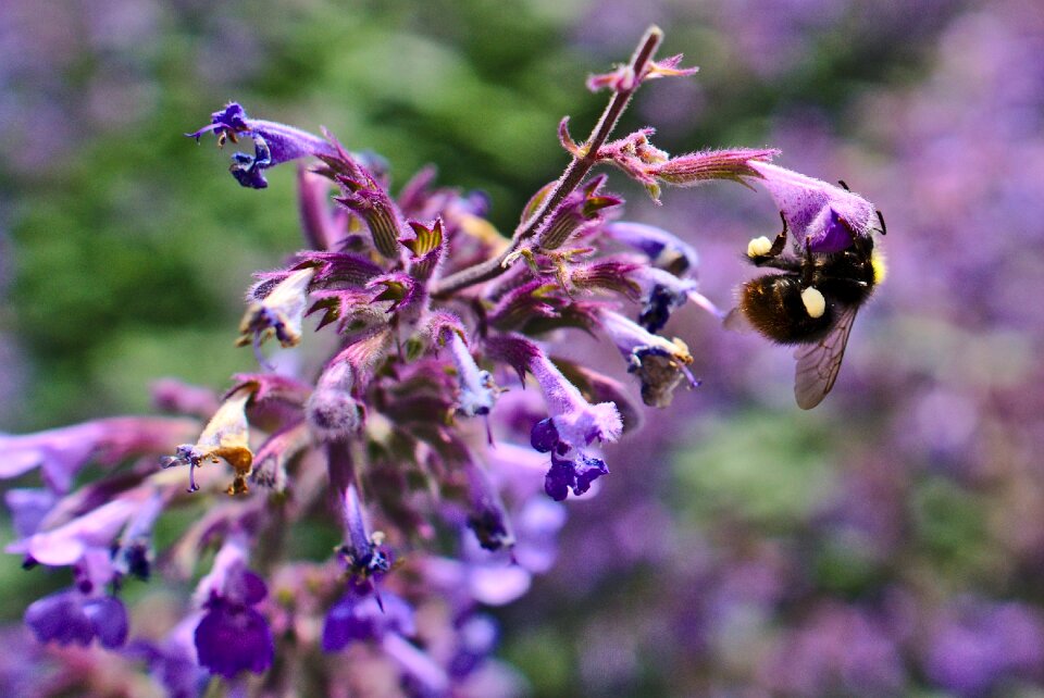 Purple flower pollination