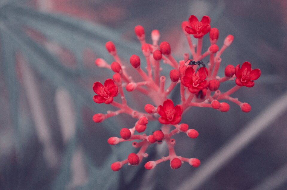 Nature plant floral