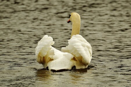 Pride bird waterfowl