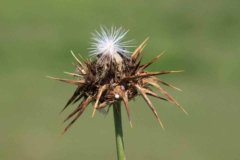 Thistle plant nature