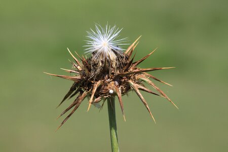 Thistle plant nature