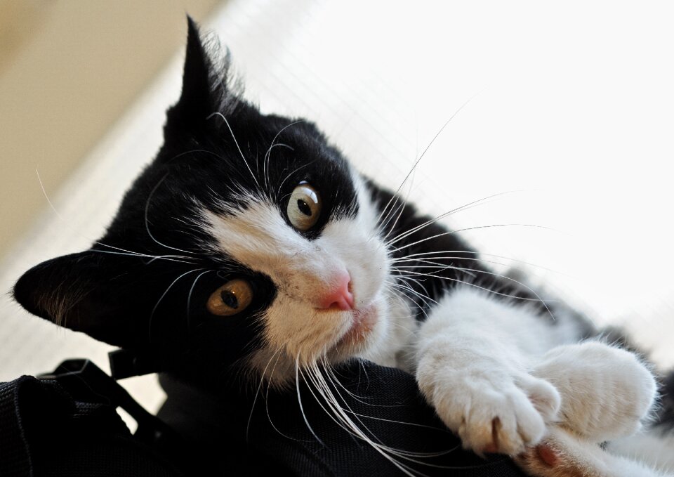 Feline animal black and white
