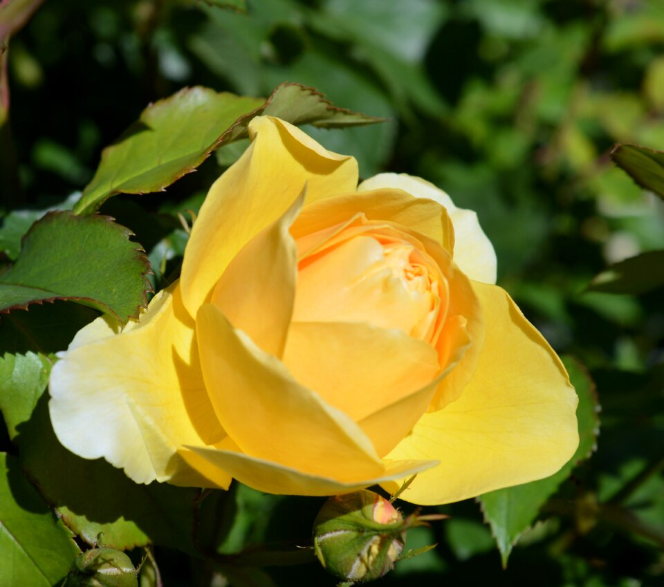 Rose blooms yellow rose blossom