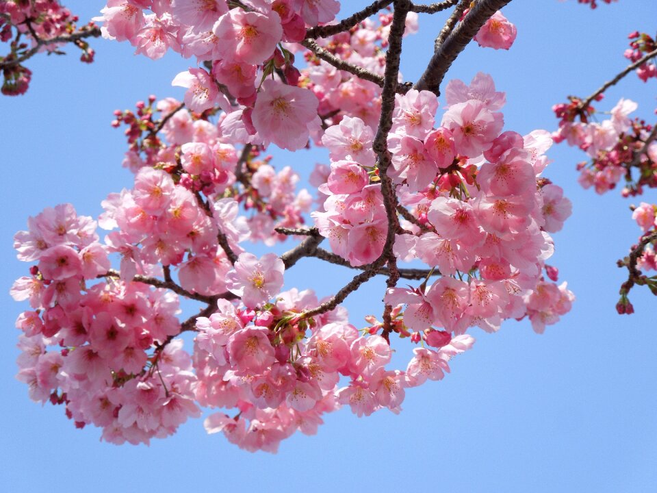 Spring in japan spring plant