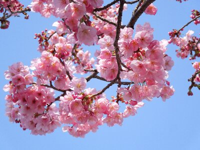 Spring in japan spring plant photo