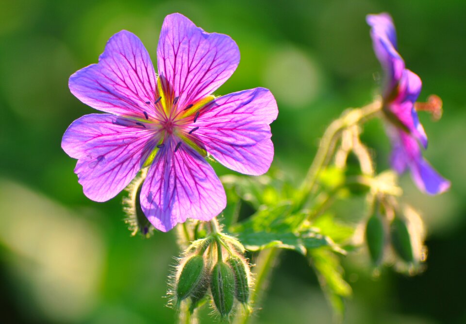 Blossom leaf plant