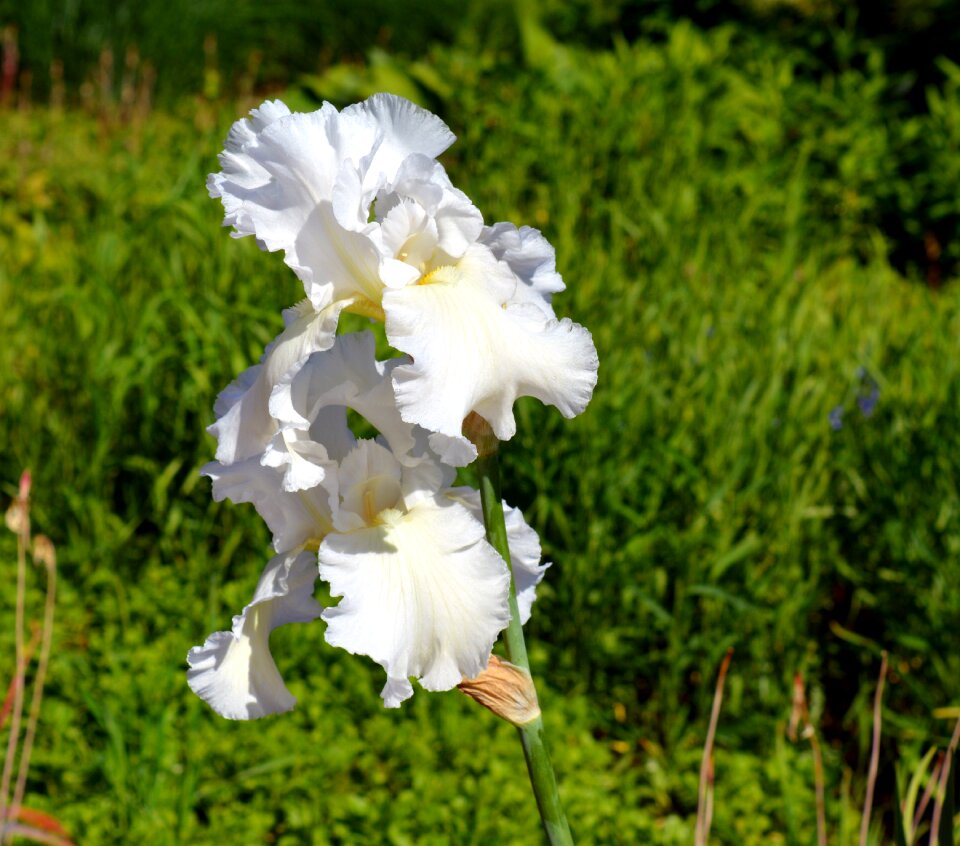 Flower nature close up