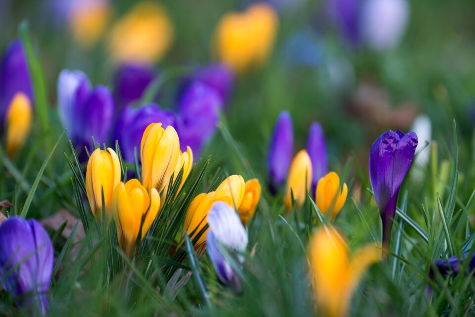 Flower purple yellow