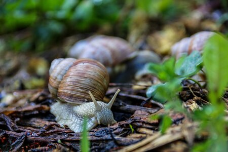 Mollusk animal garden