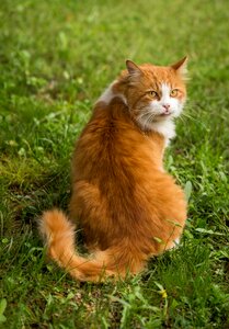 Portrait feline ginger cat photo