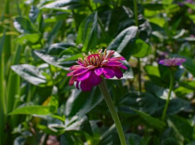 Bloom plant garden photo