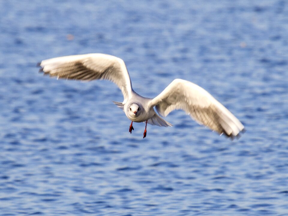Water bird nature animal