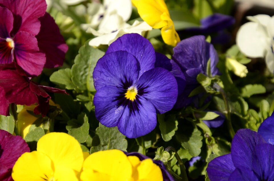 Spring violet purple