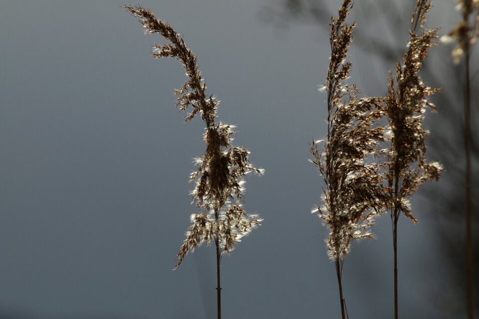 Reed lake constance arm of the rhine