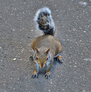 Sweet animal world curious