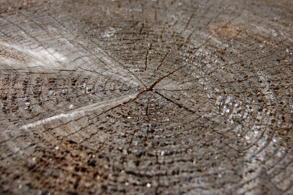 Old tree felling trees