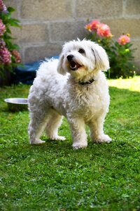 Bichon fidelity game