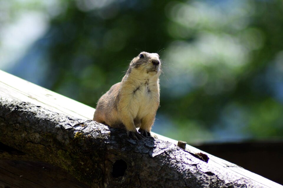 Wild animals wildlife black tailed prairie dog