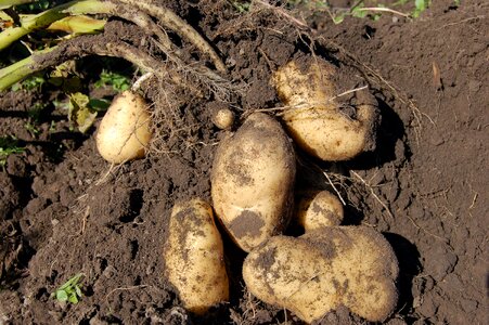 Why potato haulm