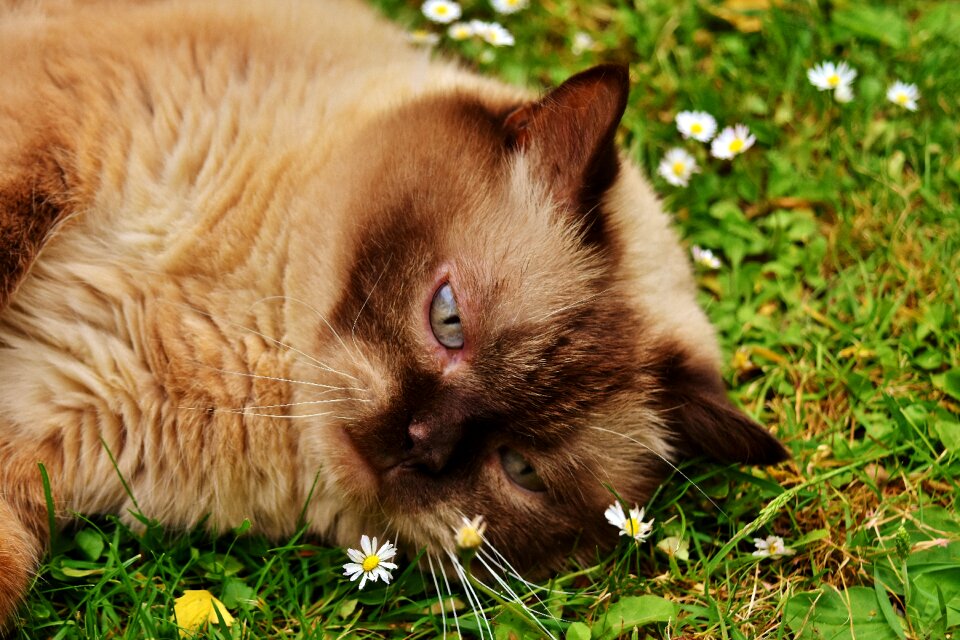 Meadow cat animal world