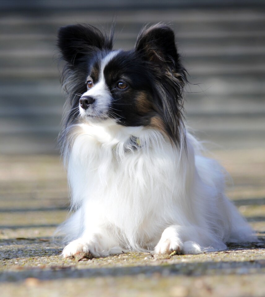 Lying dog dog breed