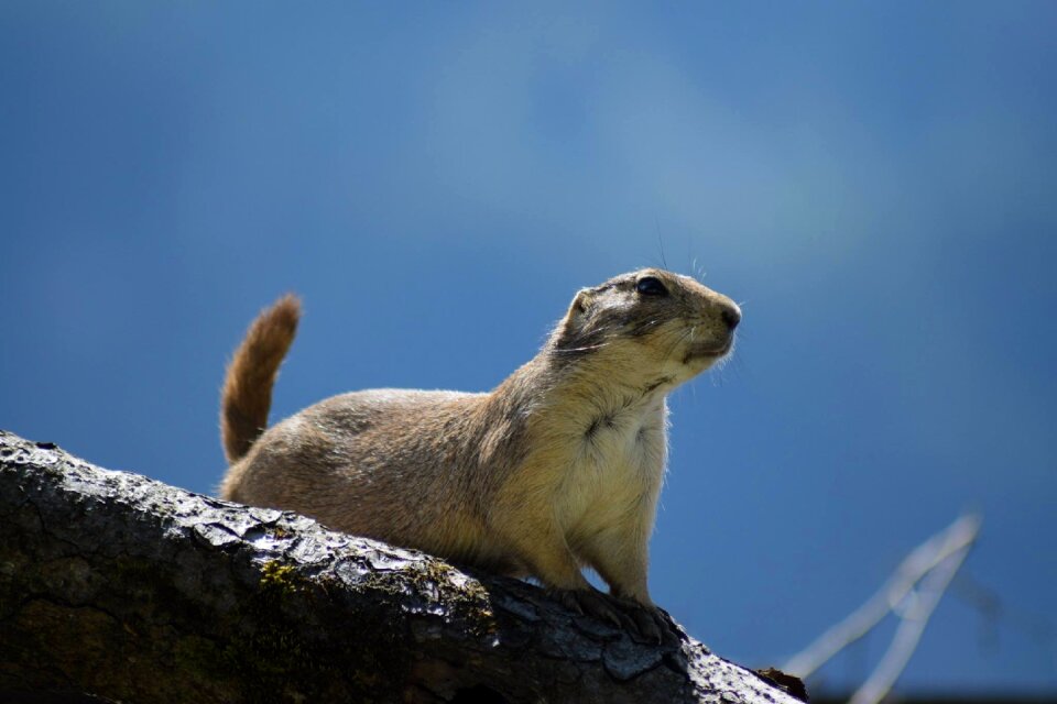 Wild animals wildlife black tailed prairie dog