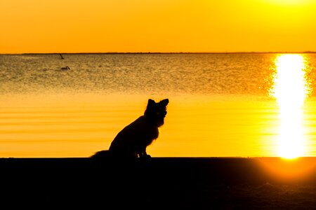 Dog evening sky vacations photo