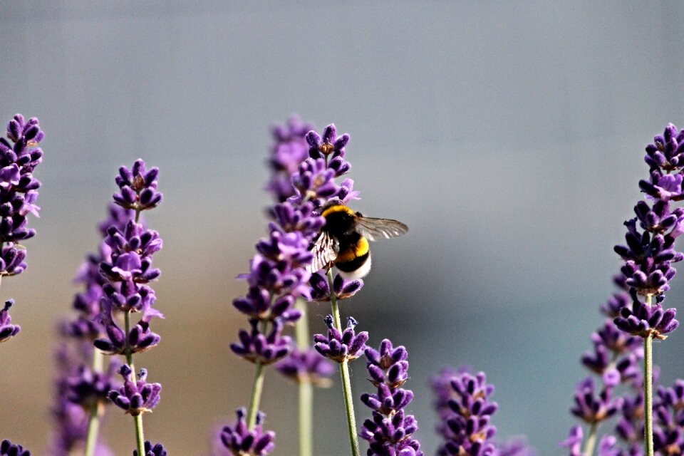 Violet nature summer