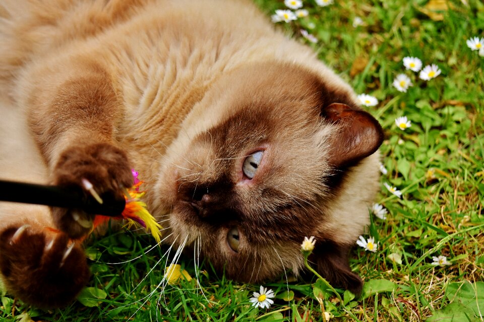 Meadow cat animal world