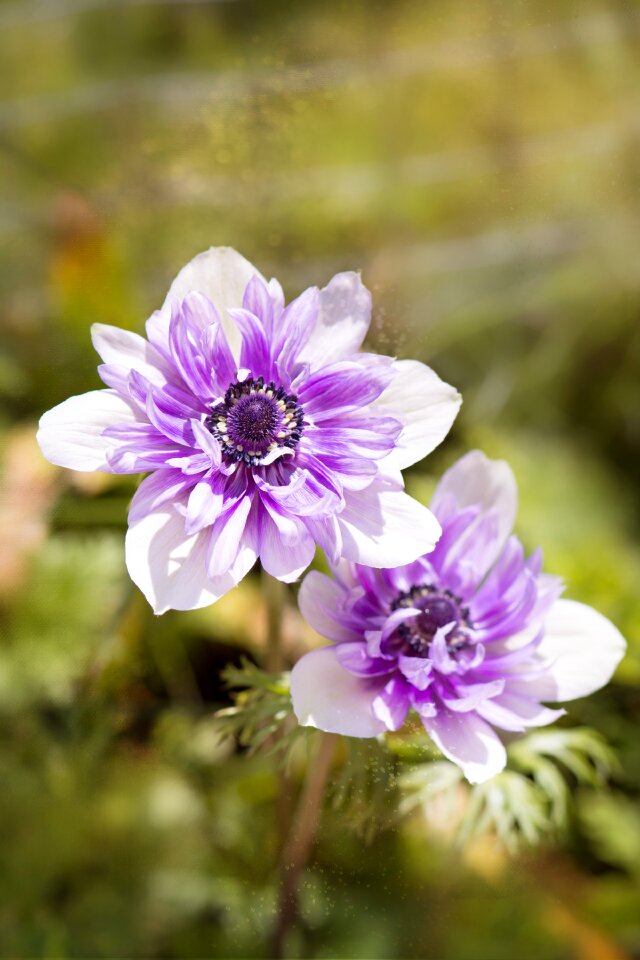Bicolor anemone blossom bloom