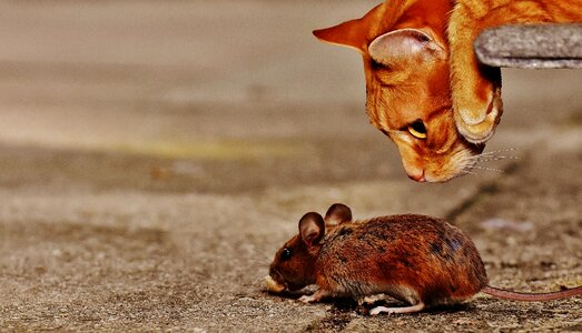 Lurking rodent mammal photo