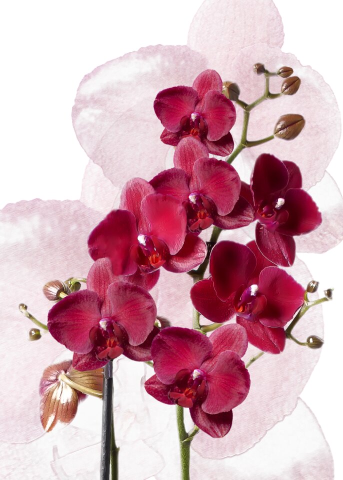 Red plant flower