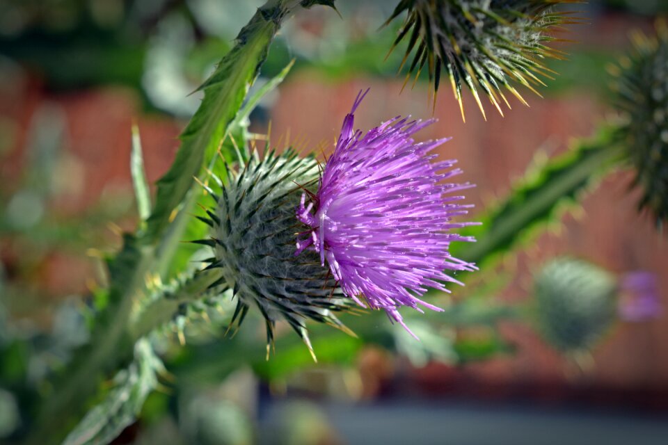 Flower purple plant