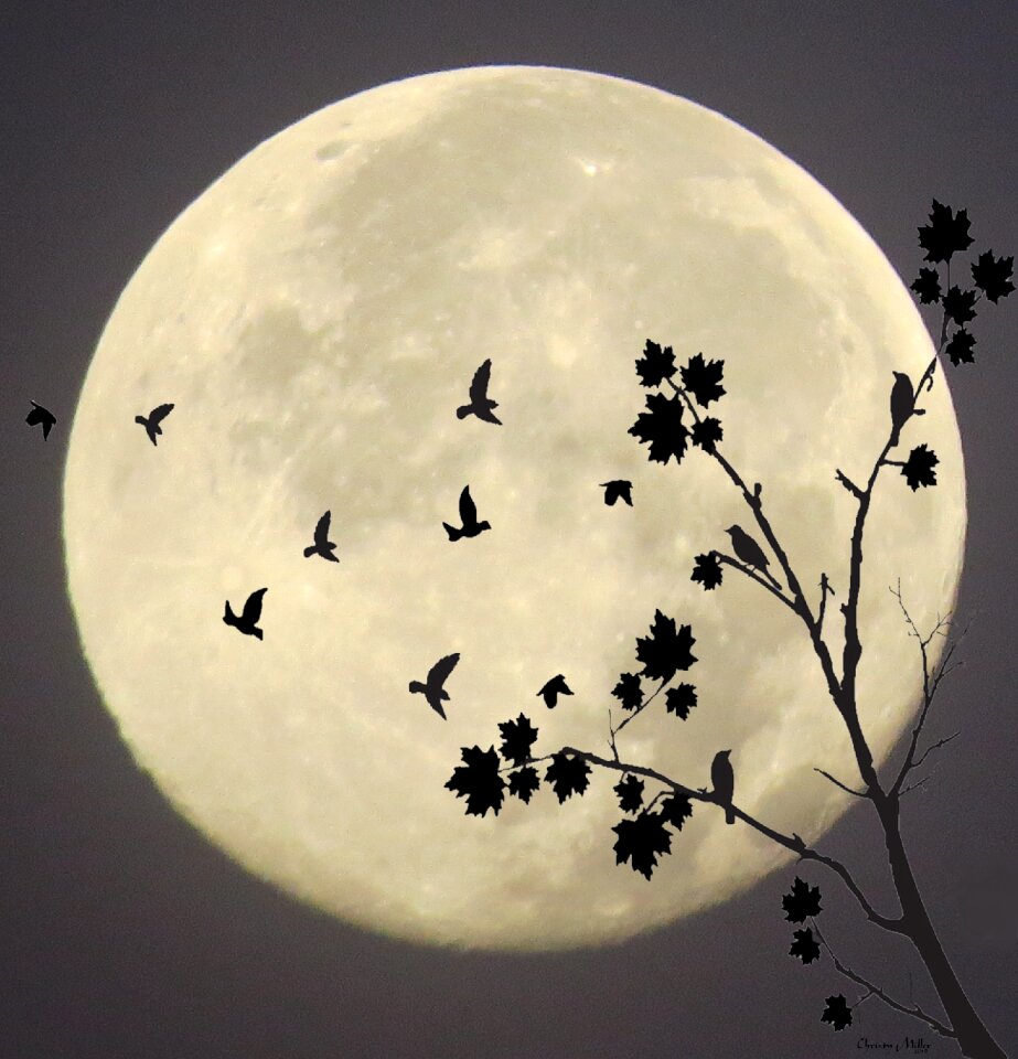 Moonlight fly lunar