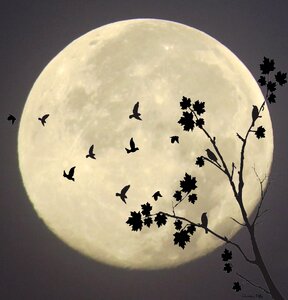 Moonlight fly lunar
