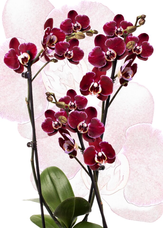 Phalaenopsis orchid flower tropical