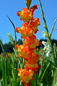 Bloom flowers orange photo