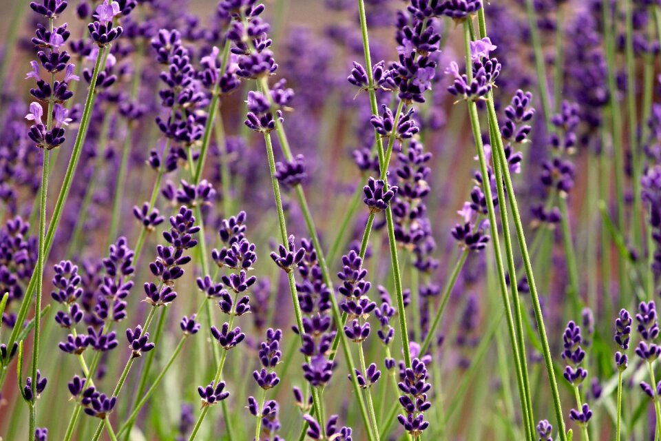Nature flowers purple photo