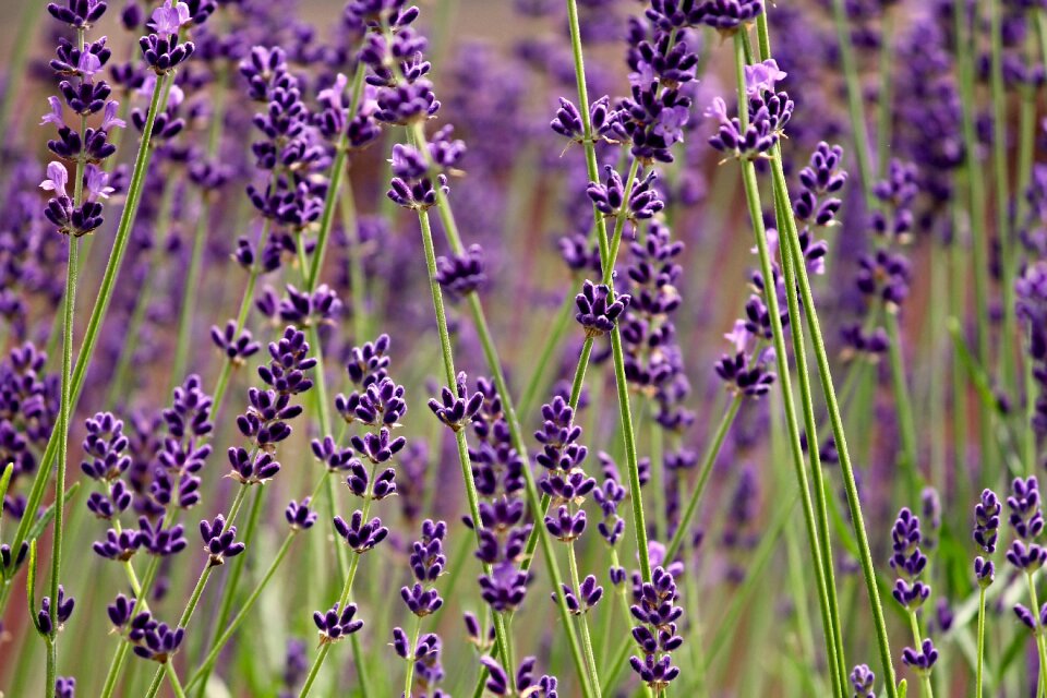 Nature flowers purple