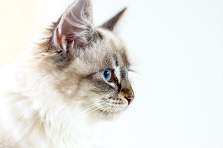 Kitten animal eye