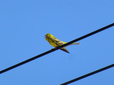 Passerines birds i verdecillo singing