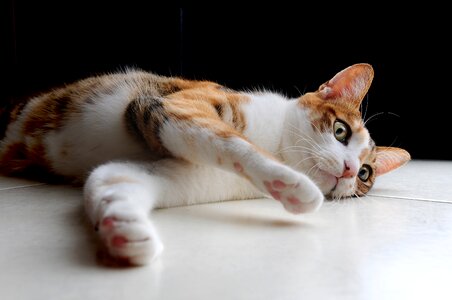 Pet lying lazy