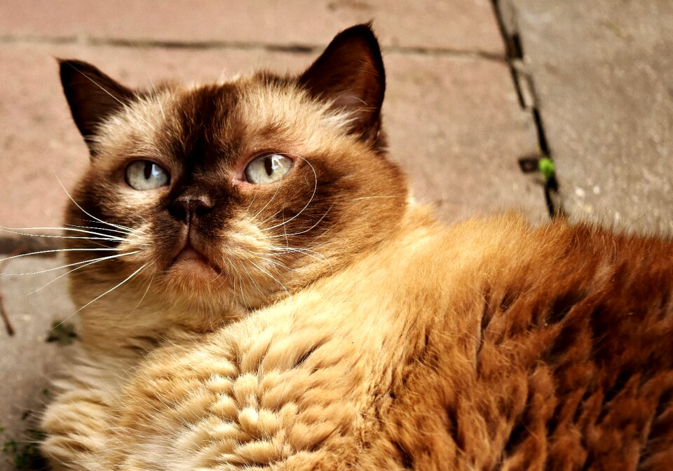 Meadow cat animal world