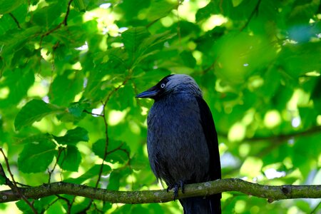 Raven bird foraging curious