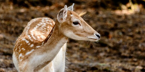 Fallow deer forest mammal photo