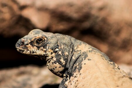 Reptile iguana lizard