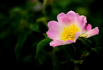 Floral plant nature